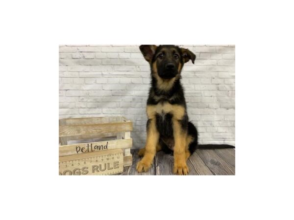 German Shepherd-DOG-Male-blk & tan-3353-Petland Knoxville, Tennessee