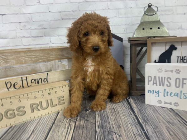 Mini Goldendoodle DOG Female Red 3360 Petland Knoxville, Tennessee