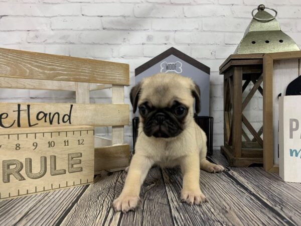 Pug-DOG-Male-Fawn-3386-Petland Knoxville, Tennessee