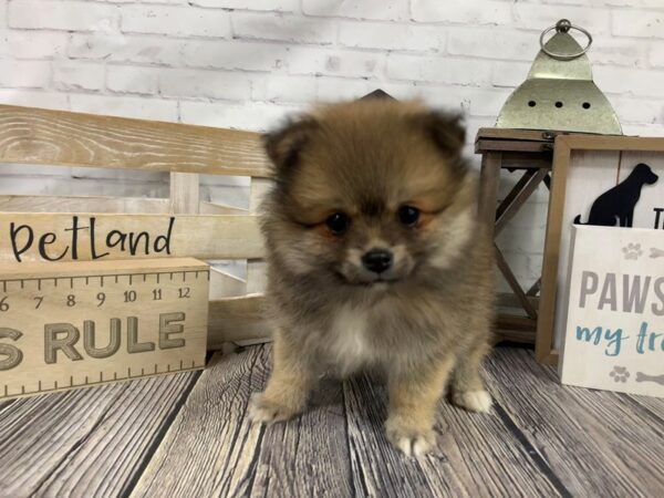 Pomeranian-DOG-Female-Sable-3384-Petland Knoxville, Tennessee