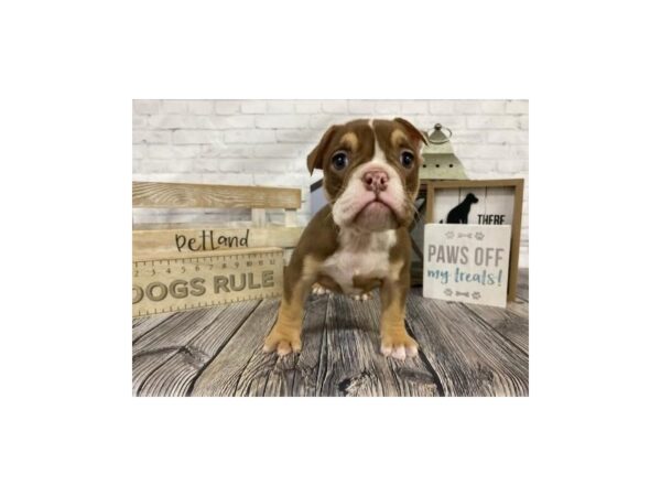 English Bulldog-DOG-Female-Brown / White-3388-Petland Knoxville, Tennessee
