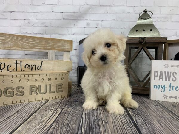 Bichon Frise-DOG-Male-white-3377-Petland Knoxville, Tennessee
