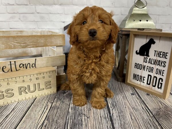 Mini Goldendoodle-DOG-Male-Red-3391-Petland Knoxville, Tennessee