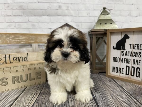 Shih Tzu-DOG-Female-Gold/Wht-3389-Petland Knoxville, Tennessee