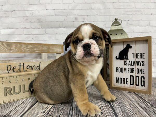 Bulldog DOG Male Sable 3405 Petland Knoxville, Tennessee