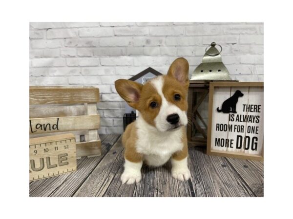 Pembroke Welsh Corgi-DOG-Male-RED WH-3412-Petland Knoxville, Tennessee