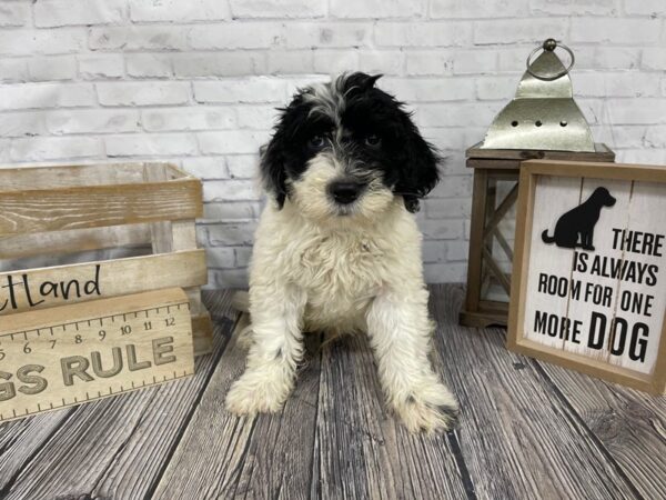 Portuguese Water Dog-DOG-Male-BLK WHITE-3415-Petland Knoxville, Tennessee