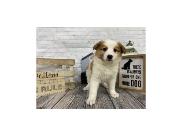 Aussimo-DOG-Female-BROWN WH-3414-Petland Knoxville, Tennessee