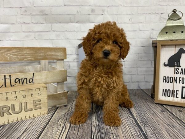 Mini Goldendoodle-DOG-Female-Red-3419-Petland Knoxville, Tennessee