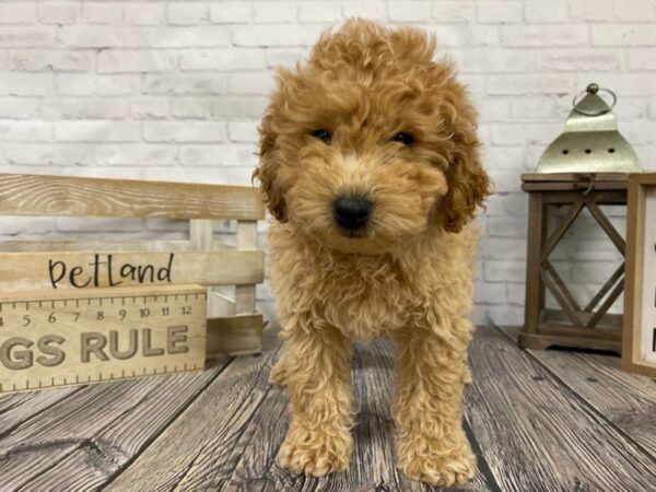 Mini Goldendoodle-DOG-Male-Apricot-3418-Petland Knoxville, Tennessee