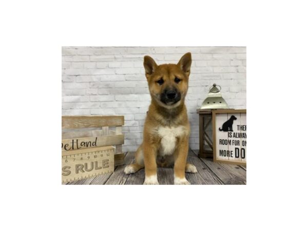 Shiba Inu-DOG-Male-Red-3417-Petland Knoxville, Tennessee