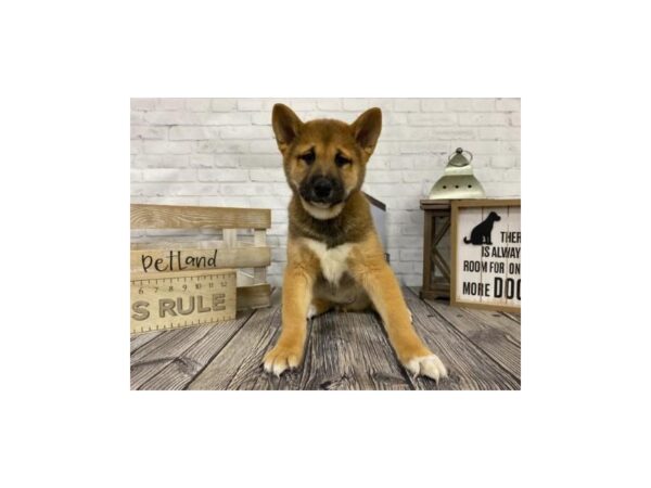 Shiba Inu DOG Male Red Sesame 3416 Petland Knoxville, Tennessee