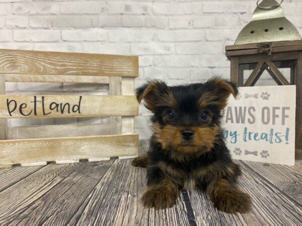 Yorkshire Terrier-DOG-Male-Black / Tan-3426-Petland Knoxville, Tennessee