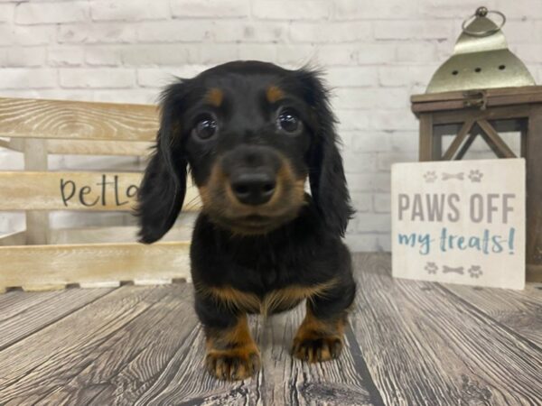 Dachshund DOG Female blk & tan 3452 Petland Knoxville, Tennessee