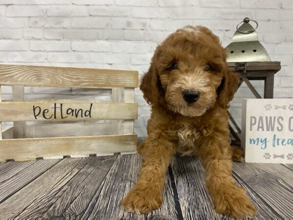 Mini Goldendoodle-DOG-Male-Red-3453-Petland Knoxville, Tennessee