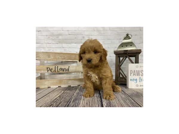 Mini Goldendoodle-DOG-Male-RED-3450-Petland Knoxville, Tennessee