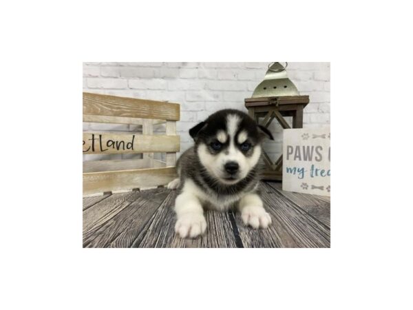 Huskimo-DOG-Female-BLK WH-3433-Petland Knoxville, Tennessee