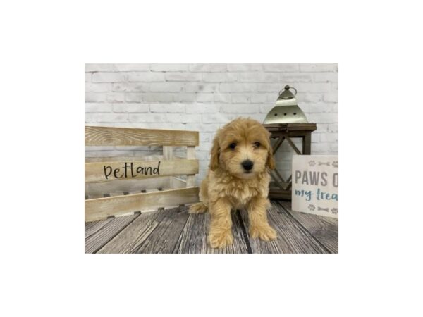 Poo Chon-DOG-Male-RED-3436-Petland Knoxville, Tennessee