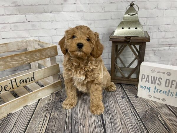 Cavachon Poo DOG Male RED 3443 Petland Knoxville, Tennessee