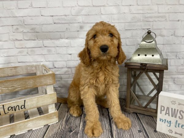 Irish Doodle-DOG-Male-Red-3431-Petland Knoxville, Tennessee