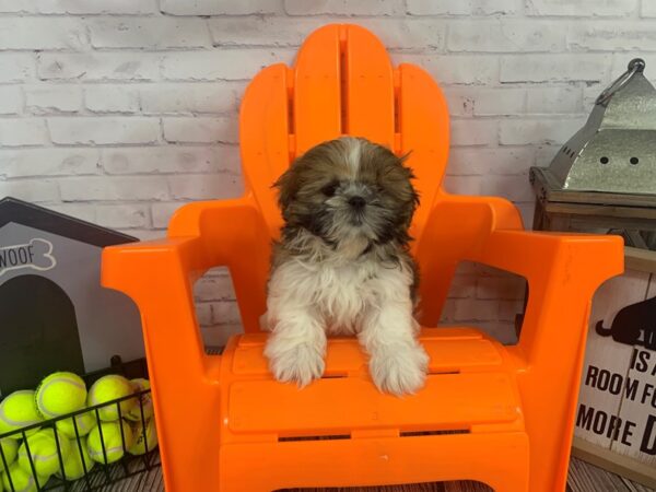 Shih Tzu-DOG-Female-Gold / White-3421-Petland Knoxville, Tennessee