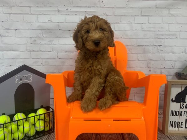 Mini Goldendoodle-DOG-Male-Red-3428-Petland Knoxville, Tennessee