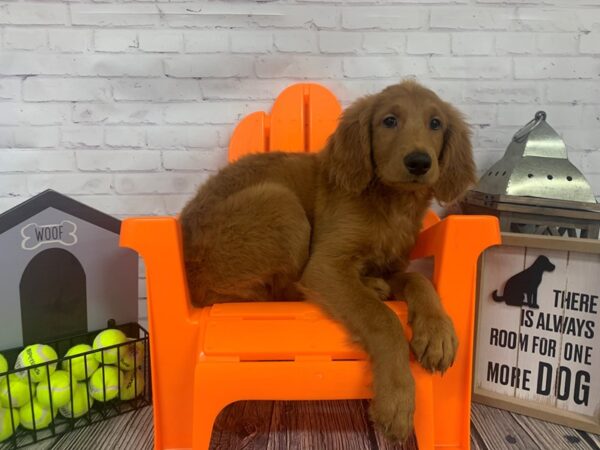 Goldendoodle DOG Male Red 3424 Petland Knoxville, Tennessee