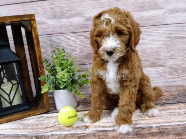 Mini Goldendoodle-DOG-Female-Red-3542-Petland Knoxville, Tennessee