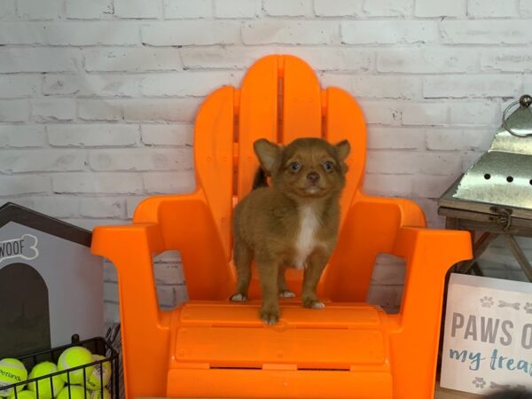 Chihuahua-DOG-Female-Red-3488-Petland Knoxville, Tennessee