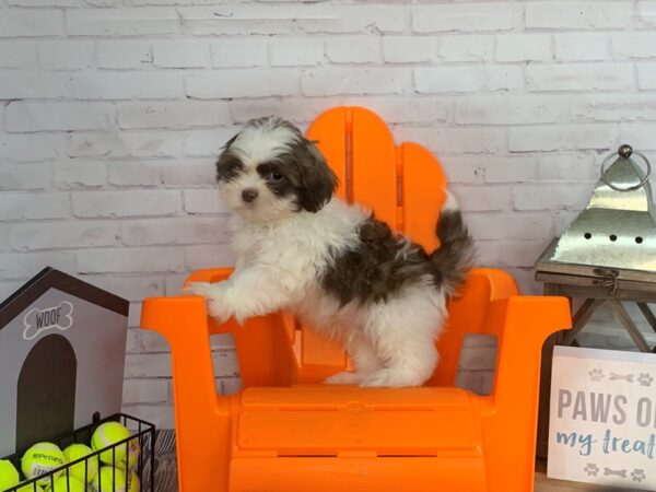 Shih Tzu-DOG-Male-BROWN WH-3477-Petland Knoxville, Tennessee