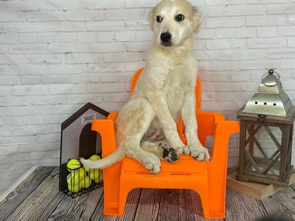Great Pyrenees Mix DOG Female White 3425 Petland Knoxville, Tennessee
