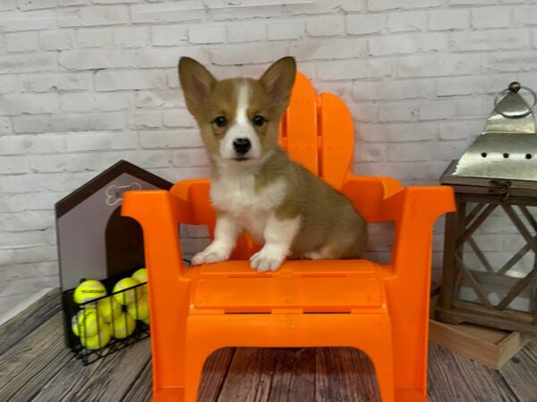 Pembroke Welsh Corgi-DOG-Male-RED WH-3479-Petland Knoxville, Tennessee