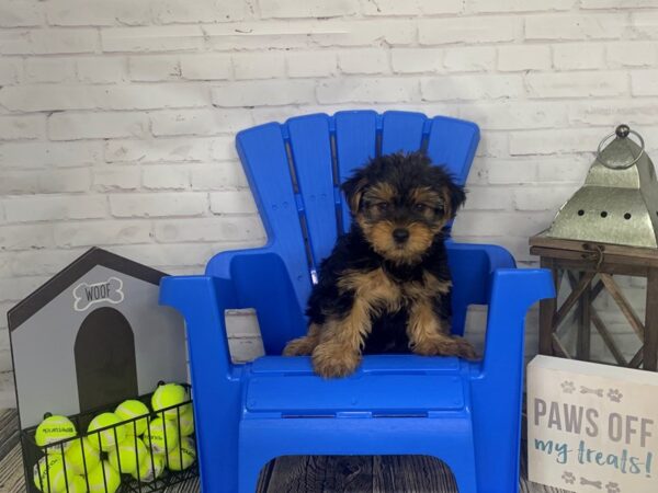 Yorkshire Terrier-DOG-Male-BLK TAN-3497-Petland Knoxville, Tennessee