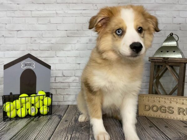 Aussiemo-DOG-Female-SABLE WHITE-3413-Petland Knoxville, Tennessee
