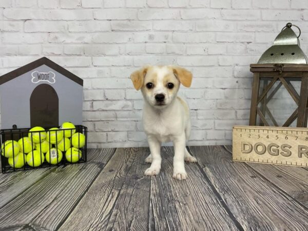Jack Chi-DOG-Male-Cream/Wht-3492-Petland Knoxville, Tennessee