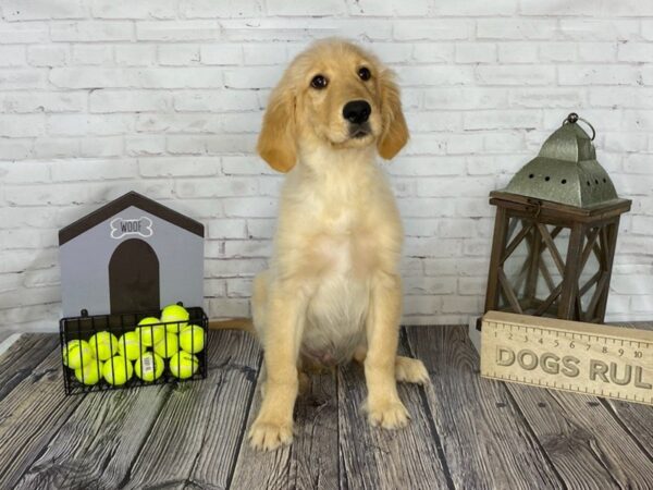 Golden Retriever-DOG-Male-Gold-3430-Petland Knoxville, Tennessee