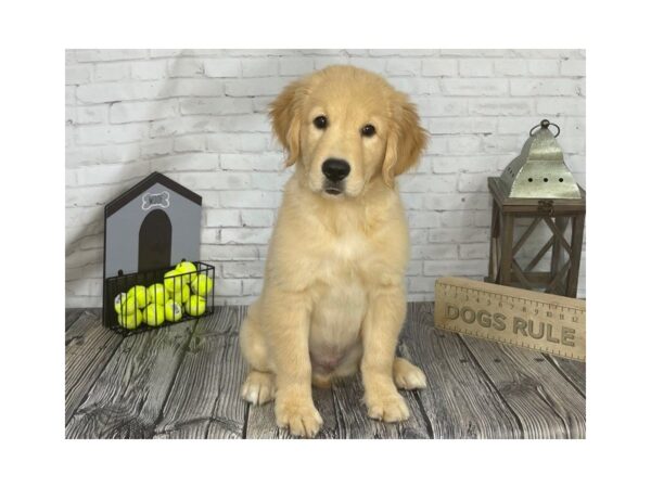Golden Retriever-DOG-Male-Gold-3455-Petland Knoxville, Tennessee