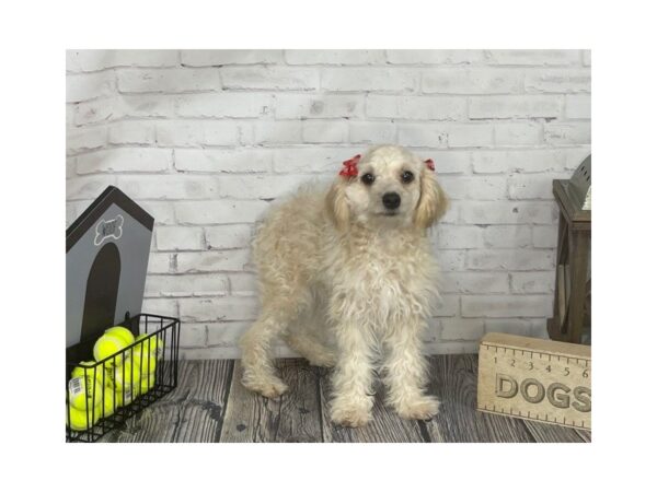 Miniature Poodle-DOG-Female-Cream-3361-Petland Knoxville, Tennessee