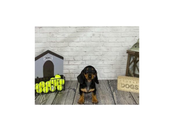 Dachshund-DOG-Female-Black / Tan-3484-Petland Knoxville, Tennessee