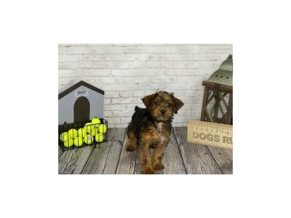 Yorkie Poo-DOG-Male-RED SABLE-3499-Petland Knoxville, Tennessee