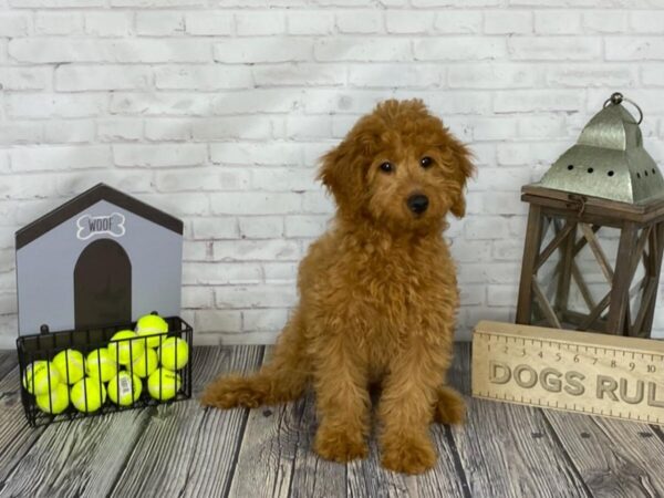 Mini Goldendoodle-DOG-Female-Red-3429-Petland Knoxville, Tennessee