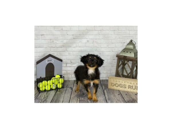 Toy Aussiedoodle DOG Female Black 3407 Petland Knoxville, Tennessee