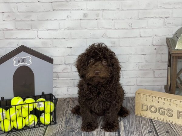 Poodle-DOG-Male-BLACK-3462-Petland Knoxville, Tennessee