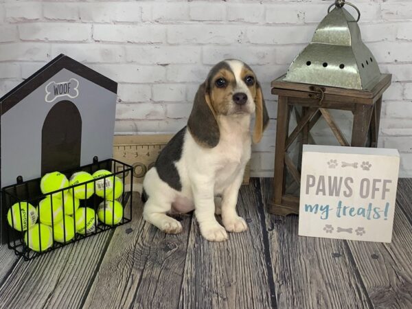 Beagle DOG Female Grey / White 3533 Petland Knoxville, Tennessee