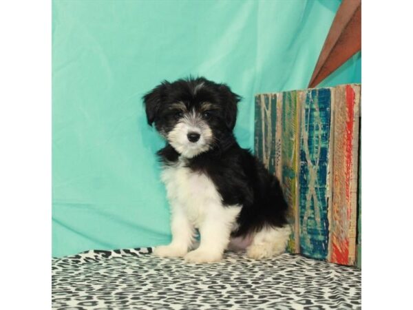 Toy Australian Shepherd/Miniature Schnauzer-DOG-Female-White Black / Tan-3538-Petland Knoxville, Tennessee