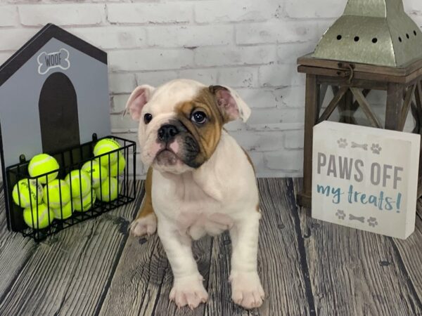 English Bulldog-DOG-Male-Red / White-3545-Petland Knoxville, Tennessee