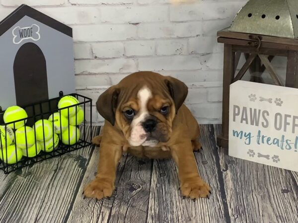 English Bulldog-DOG-Male-Red / White-3544-Petland Knoxville, Tennessee