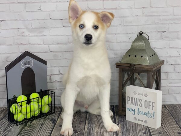 Pomsky-DOG-Male-SALBEL WH-3411-Petland Knoxville, Tennessee