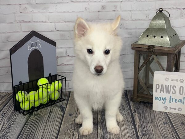 Pomsky-DOG-Female-SABLE WHITE-3410-Petland Knoxville, Tennessee