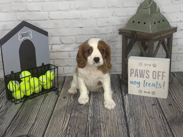 Cavalier King Charles Spaniel-DOG-Male-Blenheim / White-3559-Petland Knoxville, Tennessee